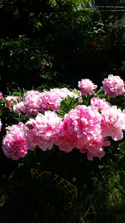 Дом с сауной у озера